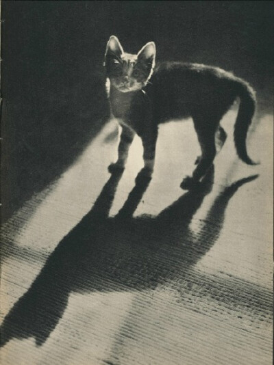 1938年出版的猫咪写真书《SAM》，出自摄影师Edward Quigley之手，全书只拍摄了一只叫SAM 的猫，通过不同的光影和构图展现了喵星人SAM时而高兴时而忧郁的多变神态。