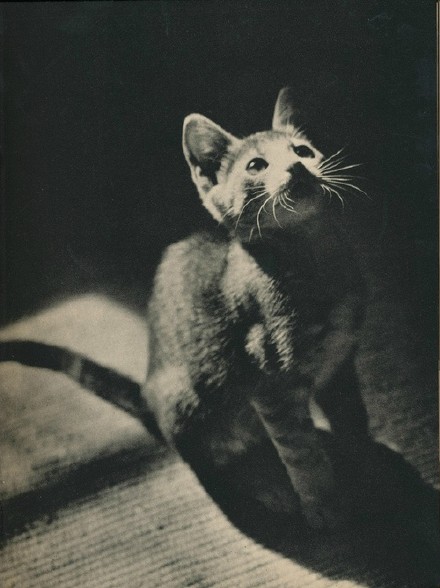 1938年出版的猫咪写真书《SAM》，出自摄影师Edward Quigley之手，全书只拍摄了一只叫SAM 的猫，通过不同的光影和构图展现了喵星人SAM时而高兴时而忧郁的多变神态。