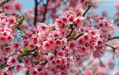 樱花的养殖方法由养殖高手来支招 樱花(拉丁学名：Prunus serrulata)，也叫仙樱花、福岛樱、青肤樱、荆桃、山樱花、恨岛樱等，是蔷薇科梅属的一种植物，原产北半球温带环喜马拉雅山地区，在世界各地都有栽培。樱花为…