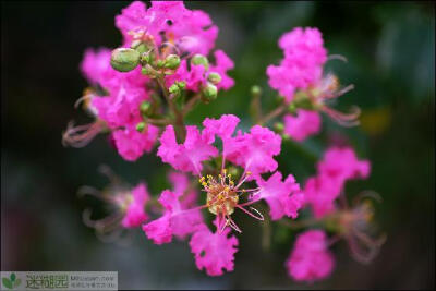 紫薇的养殖方法之七大要点总结 紫薇，(学名：Rhododendron simsii)，又称痒痒花、痒痒树、紫金花、紫兰花、蚊子花、西洋水杨梅、百日红、无皮树，系千屈菜科落叶灌木或小乔木。产于亚洲南部及澳洲北部。中国华东、…