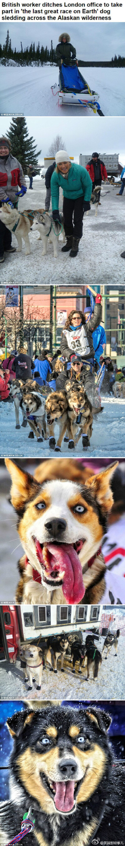 话说.. 从前有个伦敦人... 突然有一天厌倦了办公室的工作。。 一摔电脑说老子不干了。。辞职跑去了阿拉斯加。。参加了一个1000多英里的狗拉雪橇比赛。。。。我觉得她一定是想每天都想跟一群雪橇三傻们混一起才选择了…