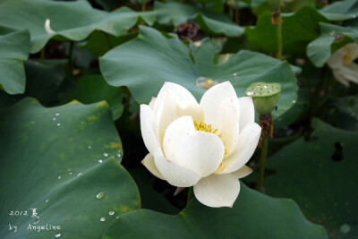 浮照满川涨，芙蓉承落光。 人来间花影，衣渡得荷香。