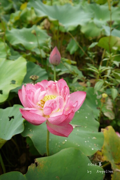 碧荷生幽泉，朝日艳且鲜。秋花冒绿水，密叶罗青烟。秀色粉绝世，馨香谁为传？