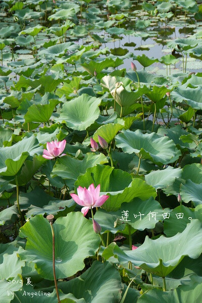 江南可采莲，莲叶何田田。