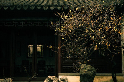 【美丽的中国】向好处牵。（苏州，腊梅）