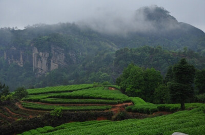 【美丽的中国】磊石道观附近的大片茶田。