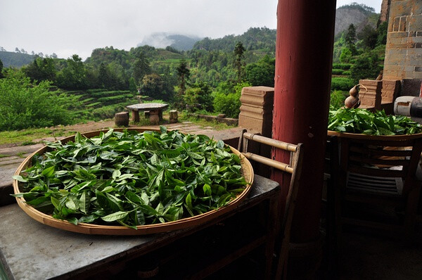 【美丽的中国】磊石道观前晾晒的道长自己种植的岩茶。