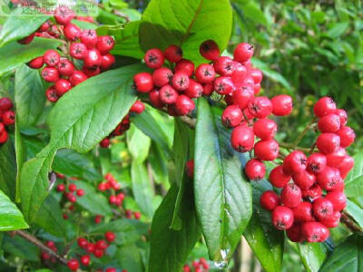 火棘的养殖方法 火棘(拉丁学名：Pyracantha fortuneana (Maxim.)Li)，又名救兵粮、救命粮、火把果、赤阳子，蔷薇科火棘属常绿灌木或小乔木，高可达4m，通常采用播种、扦插和压条法繁殖。 火棘树形优美，夏有繁花，…