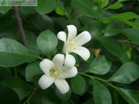 九里香的养殖方法 九里香是一种赏香植物，一般会种植在家居庭院等地方，开花时花色洁白美丽，花香浓郁迷人，下面我们来看看九里香的养殖方法