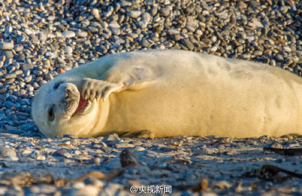 【据说，看过这组照片的人都会笑起来】今天，#国际海豹日#，保护人类的朋友！留住它们的微笑！为爱转发！