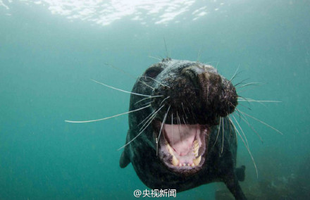 【据说，看过这组照片的人都会笑起来】今天，#国际海豹日#，保护人类的朋友！留住它们的微笑！为爱转发！