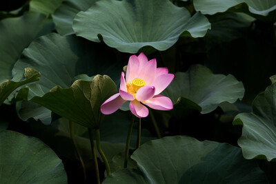  未花叶自香，既花香更别。 雨过吹细风，独立池上月。