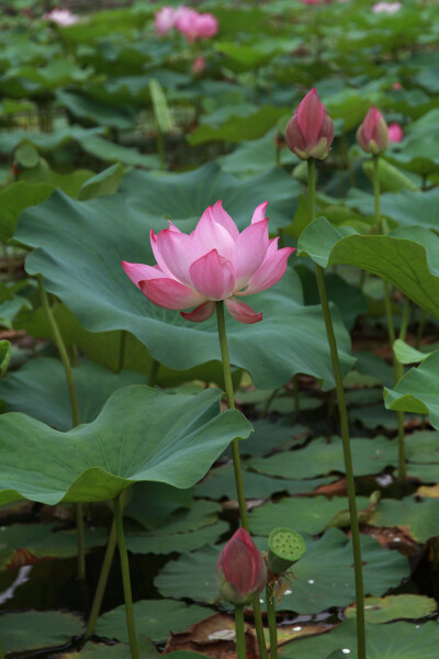 一朵芙蕖，开过尚盈盈。