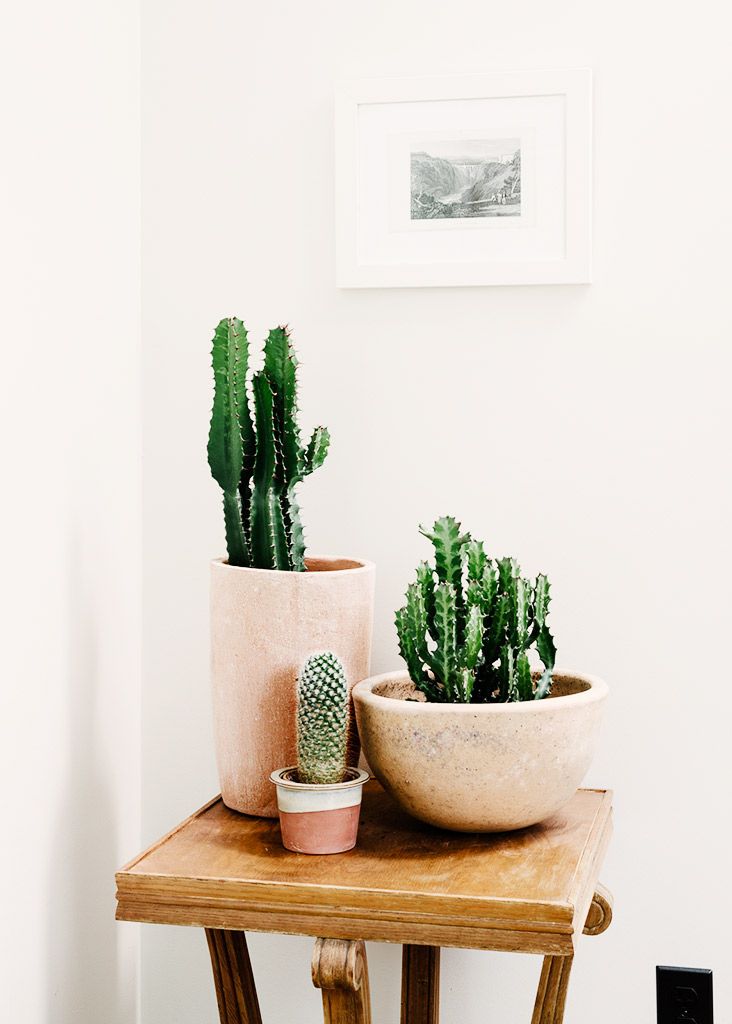 Cacti in clay pots