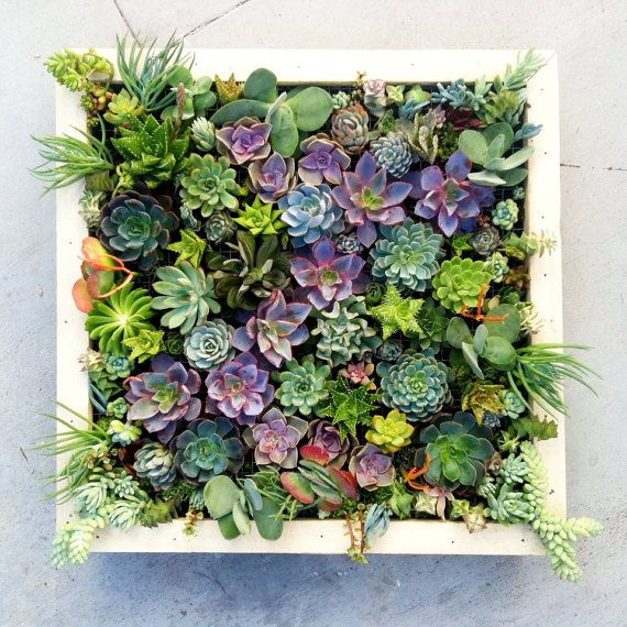 vertical succulents wall garden #succulents #gardening #garden #flowers