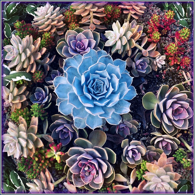 Beautiful succulents