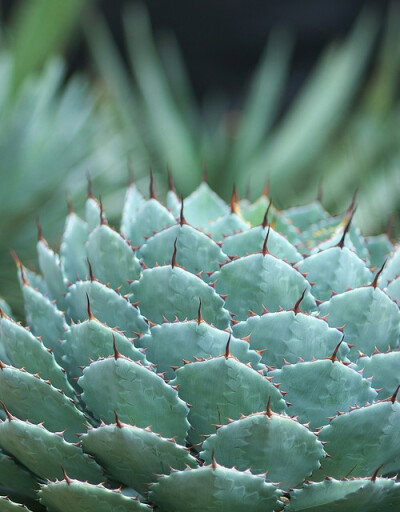 agave