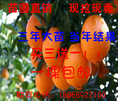 树苗很好