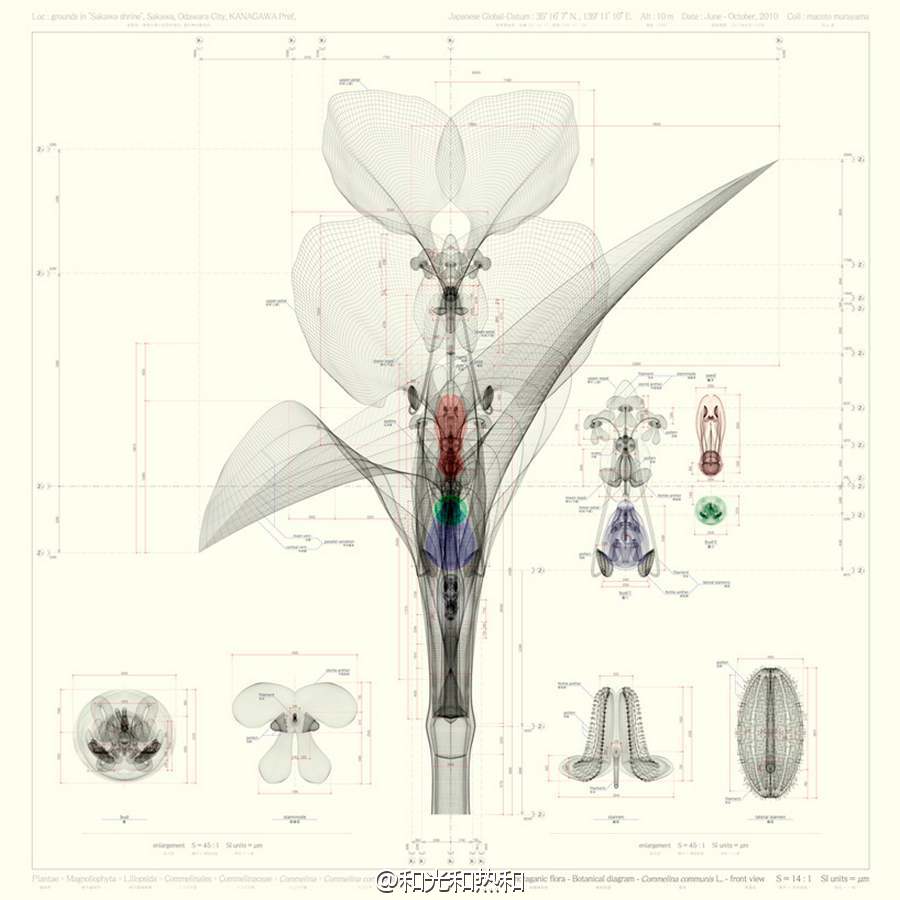 几何的花——Macoto Murayama