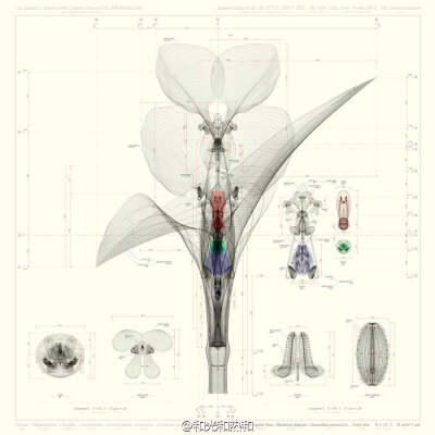 几何的花——Macoto Murayama