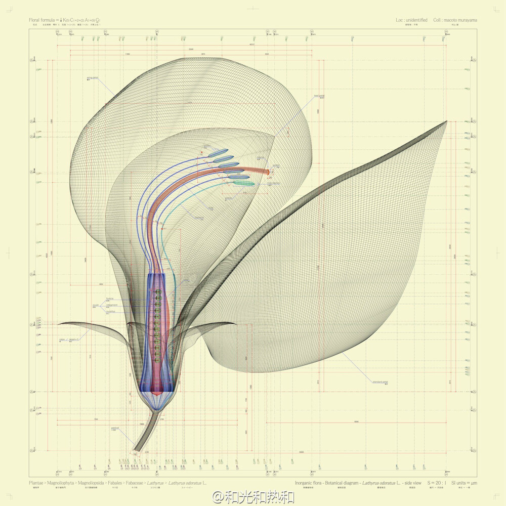 几何的花——Macoto Murayama
