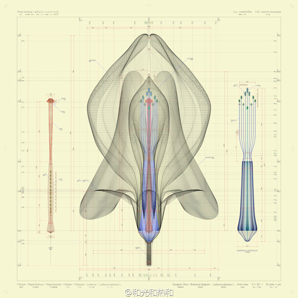 几何的花——Macoto Murayama