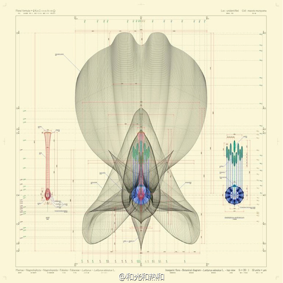 几何的花——Macoto Murayama