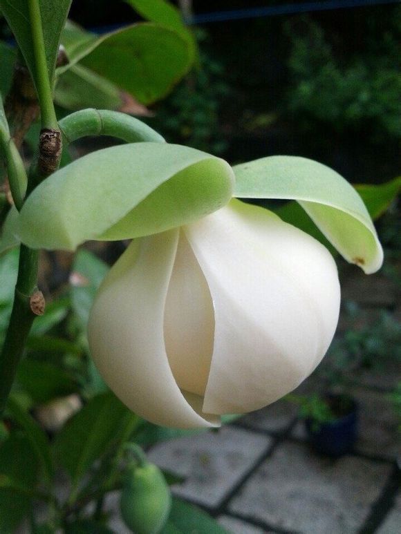夜合花