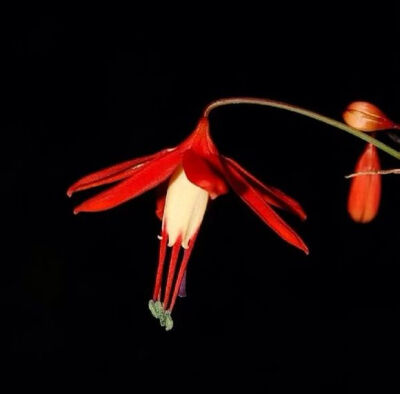 墨西哥珊瑚坠子