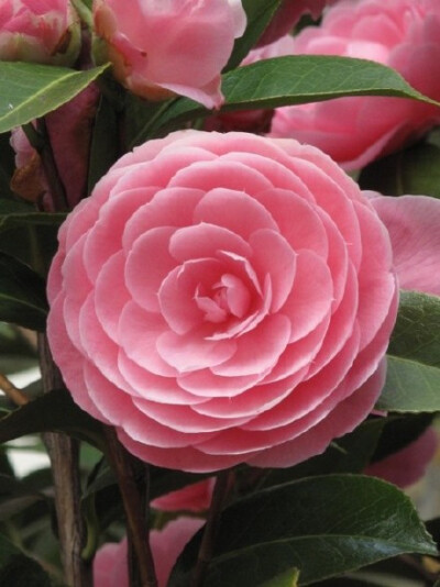 Pink Camellia