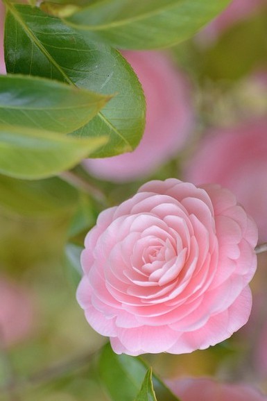 Pink Camellia