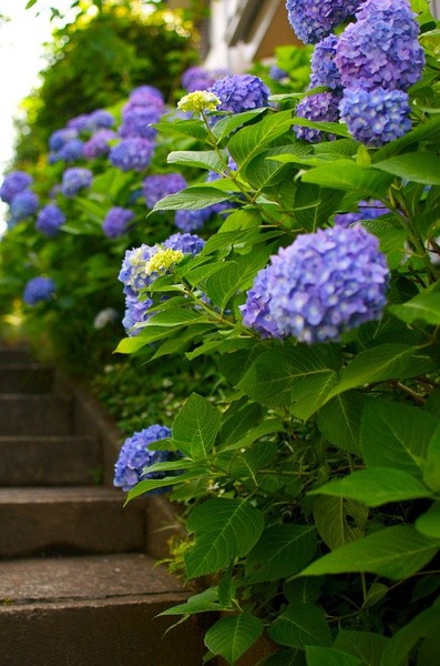 六月夏杪，紫陽花盡。