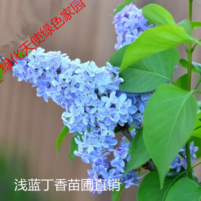 丁香花苗