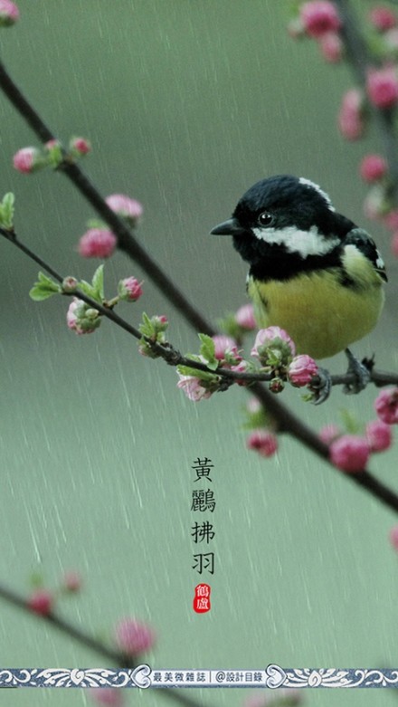 雨水 | 天一生水，東風解凍，散落為雨，潤物無聲。畦冰成水，幽岫生雲(yún)，深溪蓄翠，草木萌動。此時節(jié)，春山入簾，白鰷出水，黃鸝拂羽，野徑成泊。農(nóng)家備桑耕，松山聽溪聲。開窗可蒔花草，臨篬坐看灌甽。猶記小樓一夜聽雨，伊人茶山擎?zhèn)悛毿小４觎V，初晴，但尋芳草綠，莫問白雲(yún)深。