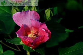 神农氏尝百草与木芙蓉的传说 木芙蓉因为花“艳如荷花”得名，她清姿雅质、独冠群芳的古人对它的评价是极高，相传在远古的时，它却是毒死炎帝神农氏的可怕植物！