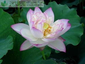 在这以前，花字在古籍中是以华字出现的。南北朝以前的书中，如《五经》、《诸子书》、《楚辞》等，都是以华代花。习惯上花是指一种植物所开的花，如腊梅开的花即称腊梅花，茉莉开的花称茉莉花。有时也用它来代替着一…