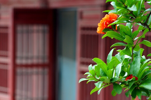 【美丽的中国】鸡鸣寺，石榴。