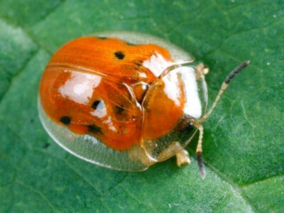 黄金龟甲虫（学名：Charidotella sexpunctata）是世界上最小和最迷人的透明生物之一，其长度仅有5到8毫米，外形与瓢虫类似。有趣的是，这种以树叶为食的可爱小虫能显现出金色的光泽，并且终年都可以将颜色变为红铜色…