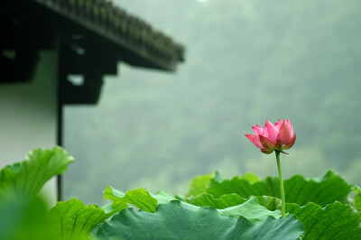 微风摇紫叶，轻露拂朱房。