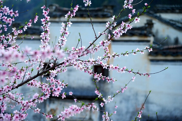 【美丽的中国】湖山，花开。