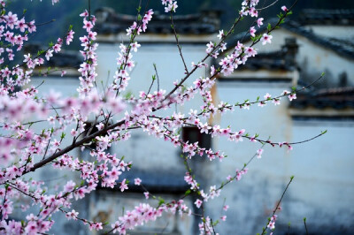 【美丽的中国】湖山，花开。