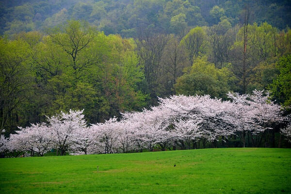 【美丽的中国】花林（太子湾公园）。