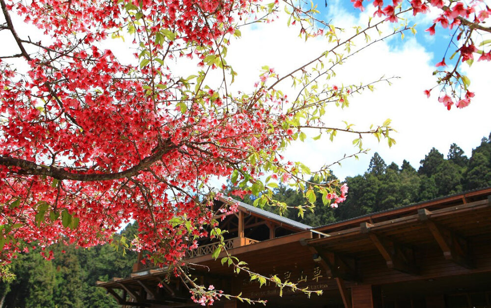  台湾丨台湾阿里山樱花 3月10日阿里山樱花季开幕。阿里山公路上的绯寒樱(山樱花)、富士樱已悄悄盛开囉！除了樱花外，杜鹃花、台湾一叶兰等美丽花卉，也将同时进入花期，将阿里山妆点得更加动人。