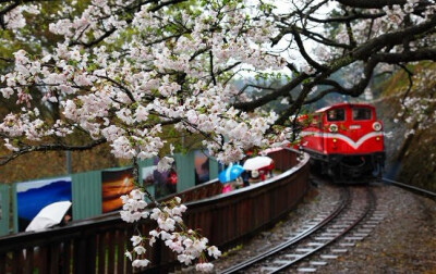 台湾丨台湾阿里山樱花 3月10日阿里山樱花季开幕。阿里山公路上的绯寒樱(山樱花)、富士樱已悄悄盛开囉！除了樱花外，杜鹃花、台湾一叶兰等美丽花卉，也将同时进入花期，将阿里山妆点得更加动人。