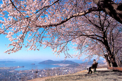 韩国丨济州岛樱花