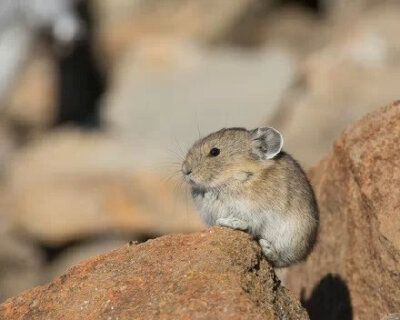 这货叫American Pika, 美国鼠兔，有点蠢萌