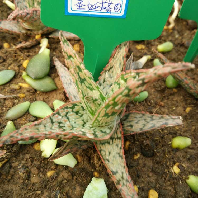 圣诞芦荟一物一拍多肉植物观叶窗阳台办公室桌面小盆栽净化空气