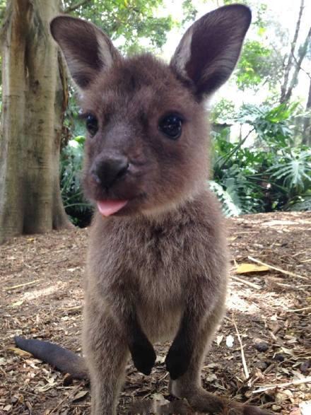 这是一只刚出生不久的小袋鼠吐舌卖萌的样子ww萌cry640807ω