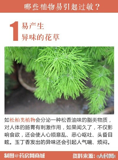 #科普# 【哪些植物 易引起过敏？】有些植物会发出异味、异香，使人产生接触性过敏，不宜放在室内。比如松柏类植物的过浓香味会影响人的食欲，天竺葵散发的气味会使人过敏···下面介绍一些常见的不宜放在室内的植物~