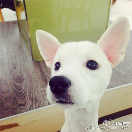 都说耳朵大有福气。。。 #每日趣闻#